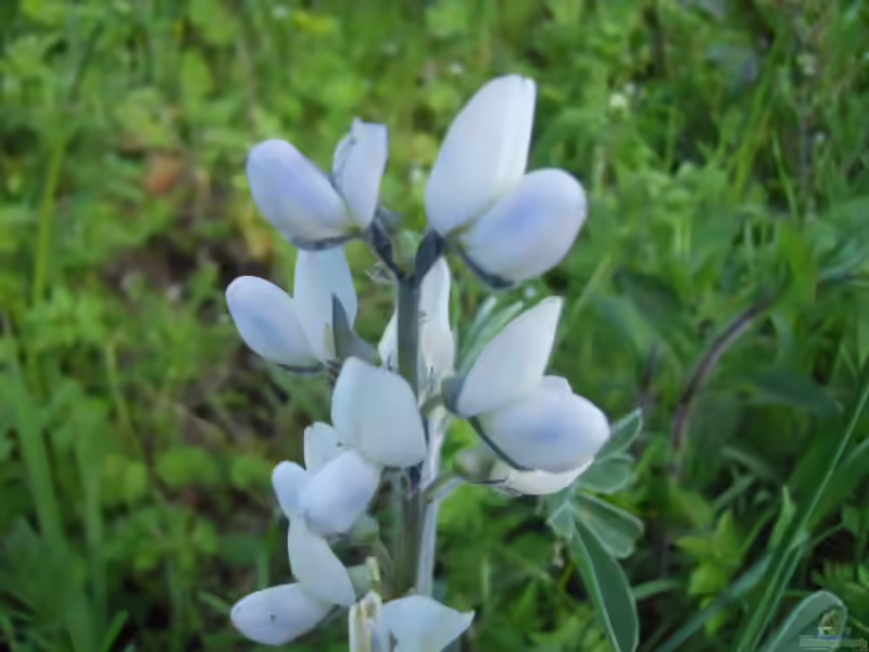 Lupinus albus im Garten pflanzen (Einrichtungsbeispiele mit Weiße Lupine) Lupinus albus im Garten pflanzen (Einrichtungsbeispiele mit Weiße Lupine)