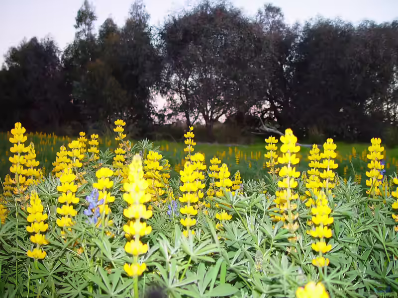 Lupinus luteus im Garten pflanzen (Einrichtungsbeispiele mit Gelbe Lupine)