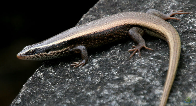Mabuya macularia im Terrarium halten (Einrichtungsbeispiele für Gefleckter Skink) Mabuya macularia im Terrarium halten (Einrichtungsbeispiele für Gefleckter Skink)