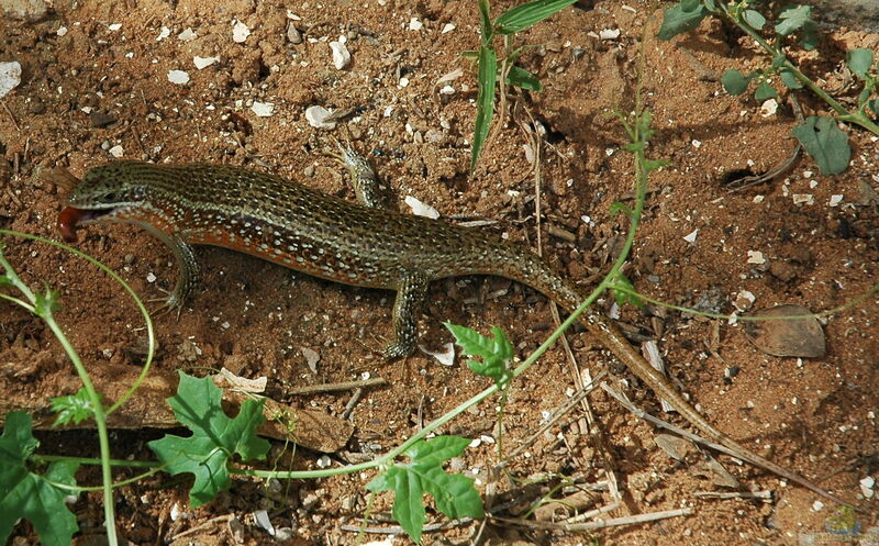 Mabuya perrotetii im Terrarium halten (Einrichtungsbeispiele für Madagaskar-Skink) Mabuya perrotetii im Terrarium halten (Einrichtungsbeispiele für Madagaskar-Skink)