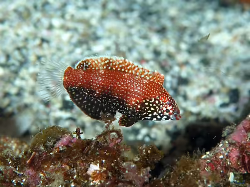 Macropharyngodon negrosensis im Aquarium halten (Einrichtungsbeispiele für Schwarzer Leoparden-Junker) Macropharyngodon negrosensis im Aquarium halten (Einrichtungsbeispiele für Schwarzer Leoparden-Junker)