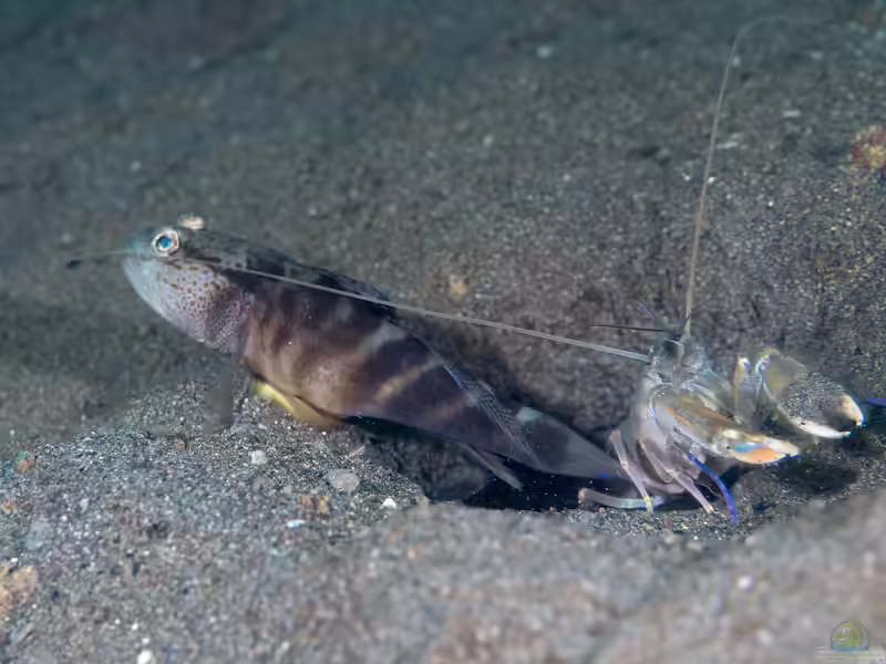 Mahidolia mystacina im Aquarium halten (Einrichtungsbeispiele für Mahidolia mystacina) Mahidolia mystacina im Aquarium halten (Einrichtungsbeispiele für Mahidolia mystacina)