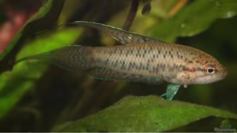 Malpulutta kretseri im Aquarium halten (Einrichtungsbeispiele für Marmor-Spitzschwanzguramis) Malpulutta kretseri im Aquarium halten (Einrichtungsbeispiele für Marmor-Spitzschwanzguramis)