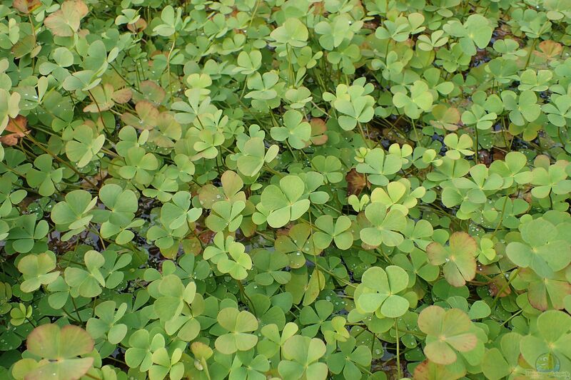 Marsilea quadrifolia im Gartenteich (Einrichtungsbeispiele mit Wasserklee) Marsilea quadrifolia im Gartenteich (Einrichtungsbeispiele mit Wasserklee)