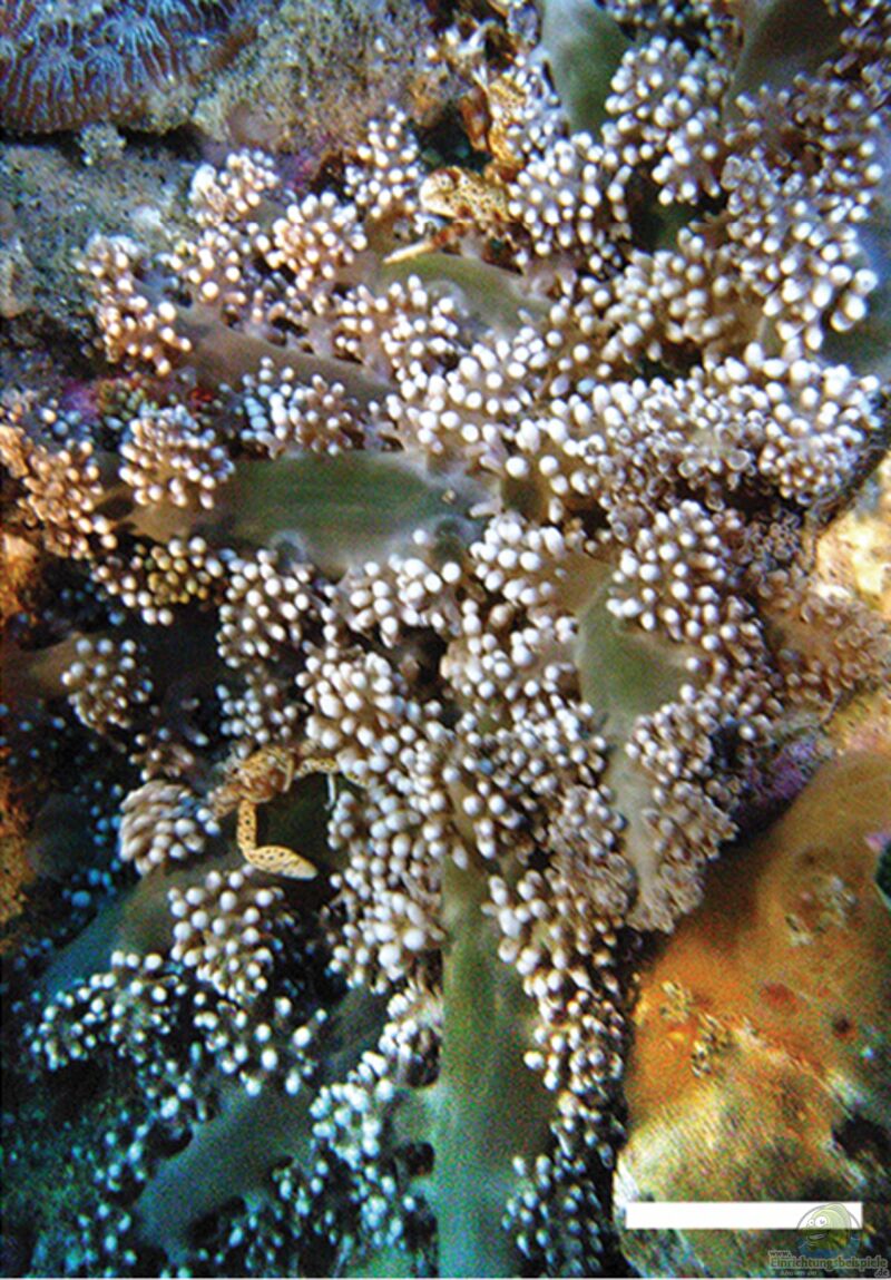 Megalactis griffithsi im Aquarium halten (Einrichtungsbeispiele für Feueranemone)