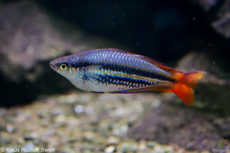 Melanotaenia papuae im Aquarium halten (Einrichtungsbeispiele für Papua-Regenbogenfisch)