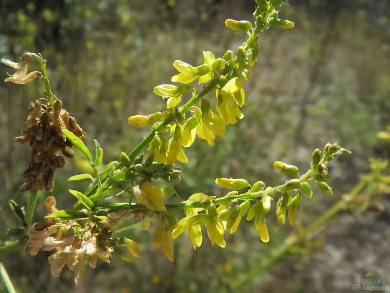 Melilotus officinalis im Garten pflanzen (Einrichtungsbeispiele mit Echter Steinklee) Melilotus officinalis im Garten pflanzen (Einrichtungsbeispiele mit Echter Steinklee)