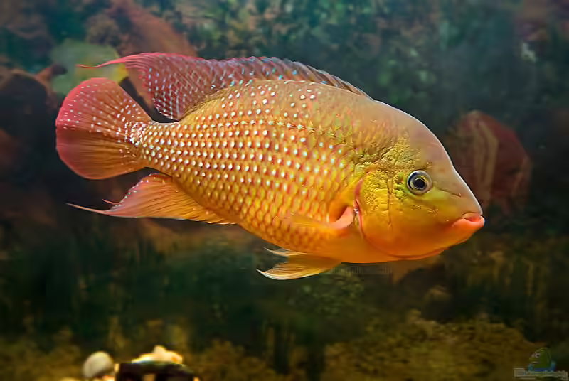 Mesoheros festae im Aquarium halten (Einrichtungsbeispiele für Roter Ecuadorbuntbarsch) Mesoheros festae im Aquarium halten (Einrichtungsbeispiele für Roter Ecuadorbuntbarsch)