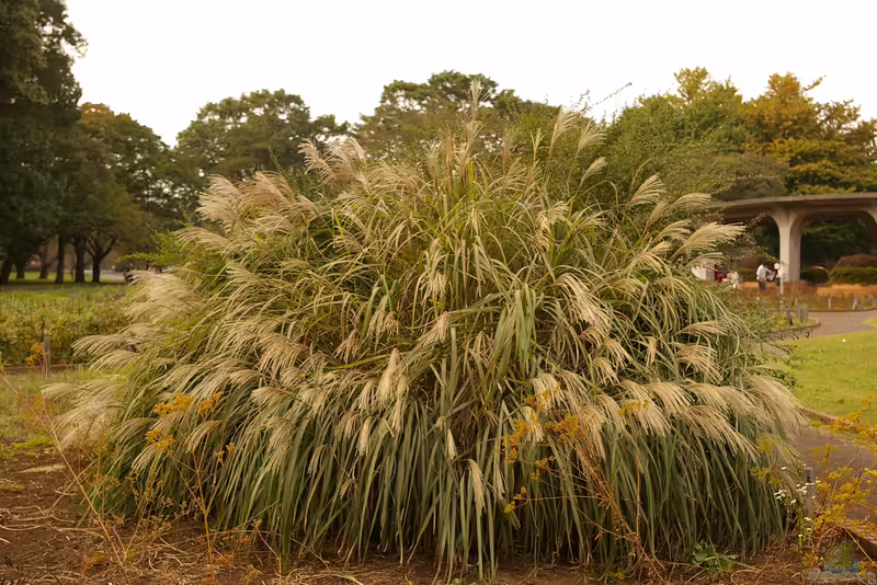 Miscanthus am Gartenteich pflanzen (Einrichtungsbeispiele mit Chinaschilf) Miscanthus am Gartenteich pflanzen (Einrichtungsbeispiele mit Chinaschilf)