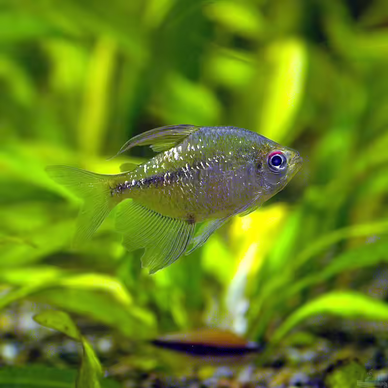 Moenkhausia im Aquarium halten (Einrichtungsbeispiele für Moenkhausia-Arten) Moenkhausia im Aquarium halten (Einrichtungsbeispiele für Moenkhausia-Arten)