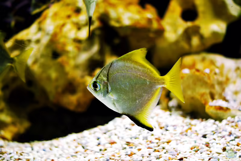 Monodactylus argenteus im Aquarium halten (Einrichtungsbeispiele für Silberflossenblatt) Monodactylus argenteus im Aquarium halten (Einrichtungsbeispiele für Silberflossenblatt)