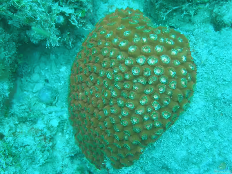 Montastraea cavernosa im Aquarium halten (Einrichtungsbeispiele für Großpolypige Steinkoralle) Montastraea cavernosa im Aquarium halten (Einrichtungsbeispiele für Großpolypige Steinkoralle)