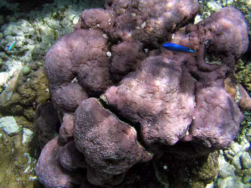 Montipora caliculata im Aquarium halten (Einrichtungsbeispiele für Kleinpolypige Steinkoralle) Montipora caliculata im Aquarium halten (Einrichtungsbeispiele für Kleinpolypige Steinkoralle)