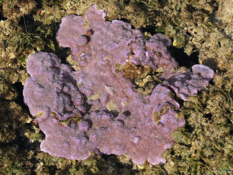 Montipora flabellata im Aquarium halten (Einrichtungsbeispiele für Kleinpolypige Steinkoralle) Montipora flabellata im Aquarium halten (Einrichtungsbeispiele für Kleinpolypige Steinkoralle)