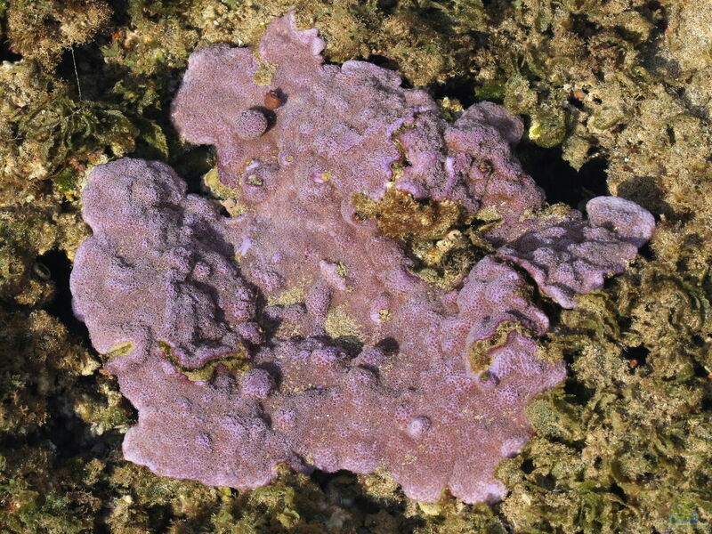 Montipora flabellata im Aquarium halten (Einrichtungsbeispiele für Kleinpolypige Steinkoralle)