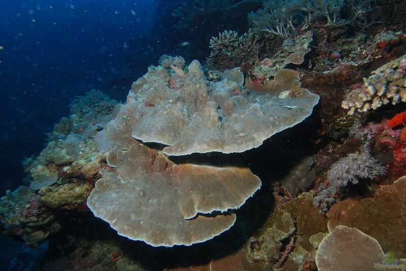 Montipora foliosa im Aquarium halten (Einrichtungsbeispiele für Kleinpolypige Steinkoralle)