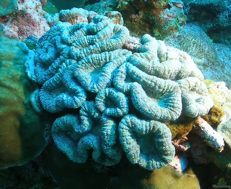 Mussa angulosa im Aquarium halten (Einrichtungsbeispiele für Stachelige Blumenkoralle)