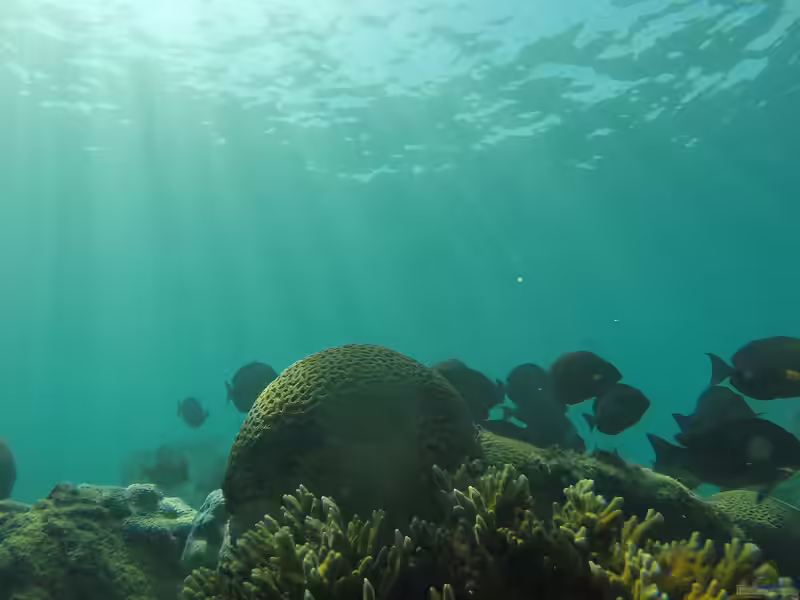 Mussismilia braziliensis im Aquarium halten (Einrichtungsbeispiele für Großpolypige Steinkoralle) Mussismilia braziliensis im Aquarium halten (Einrichtungsbeispiele für Großpolypige Steinkoralle)