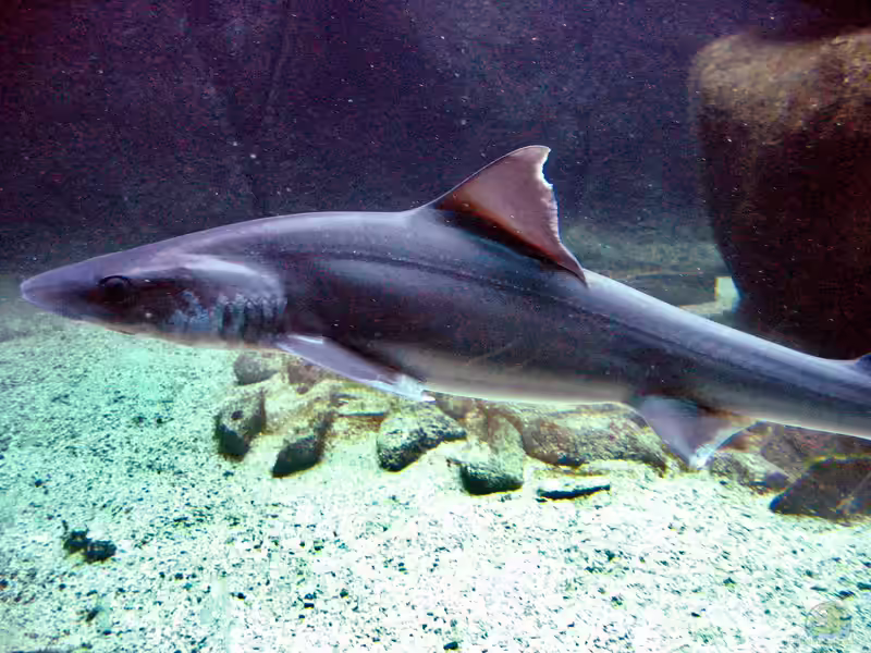 Mustelus asterias im Aquarium halten (Einrichtungsbeispiele für Nördlicher Glatthai) Mustelus asterias im Aquarium halten (Einrichtungsbeispiele für Nördlicher Glatthai)