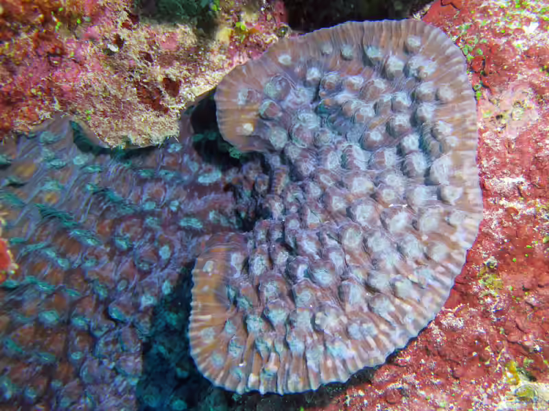 Mycedium elephantotus im Aquarium halten (Einrichtungsbeispiele für Elefantenhaut-Koralle)