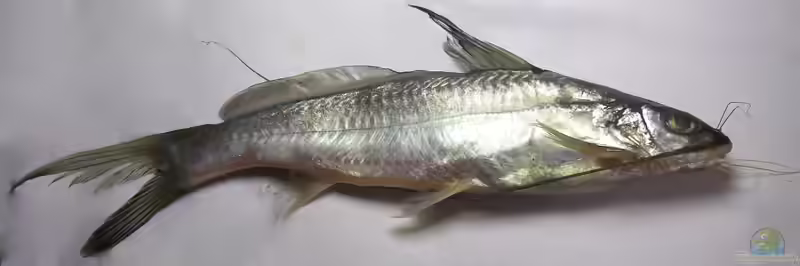 Mystus seengtee im Aquarium halten (Einrichtungsbeispiele für Mystus seengtee) Mystus seengtee im Aquarium halten (Einrichtungsbeispiele für Mystus seengtee)
