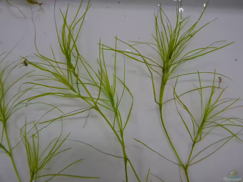 Najas graminea im Aquarium (Einrichtungsbeispiele mit Grasblättriges Nixkraut) Najas graminea im Aquarium (Einrichtungsbeispiele mit Grasblättriges Nixkraut)