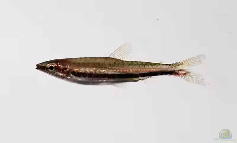Nannostomus marilynae im Aquarium halten (Einrichtungsbeispiele für Marilyns Ziersalmler) Nannostomus marilynae im Aquarium halten (Einrichtungsbeispiele für Marilyns Ziersalmler)