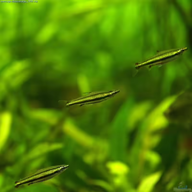 Aquarien mit Nannostomus  trifasciatus (Dreibindenziersalmler)