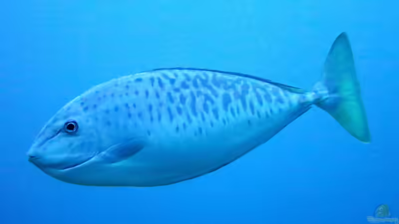Naso caesius im Aquarium halten (Einrichtungsbeispiele für Silberner Nasendoktor) Naso caesius im Aquarium halten (Einrichtungsbeispiele für Silberner Nasendoktor)