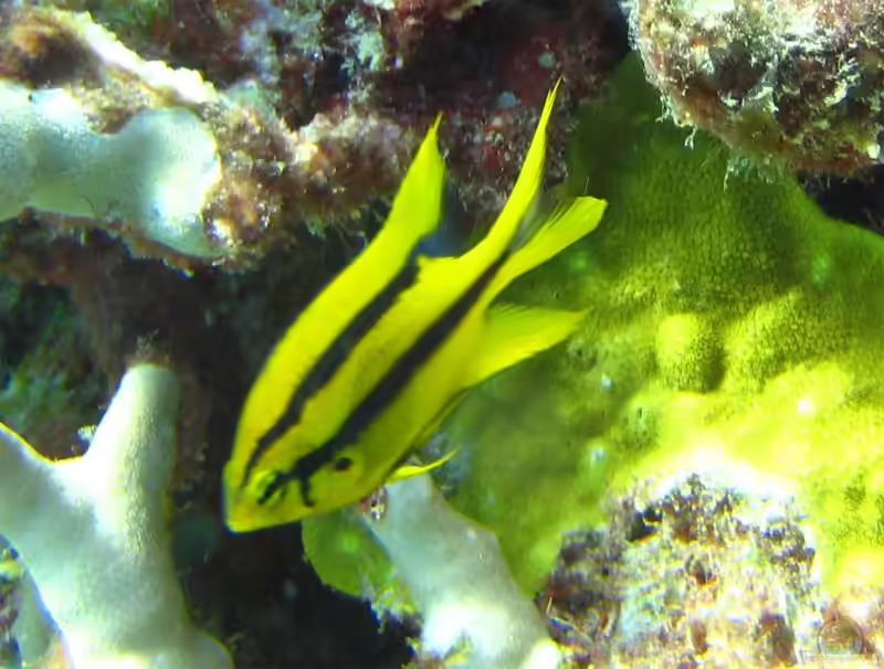 Neoglyphidodon nigroris im Aquarium halten (Einrichtungsbeispiele für Behns Riffbarsch) Neoglyphidodon nigroris im Aquarium halten (Einrichtungsbeispiele für Behns Riffbarsch)