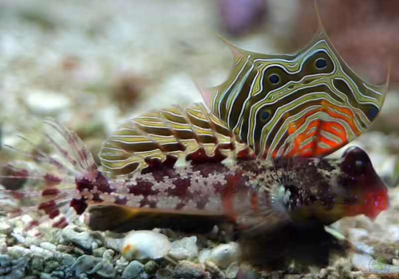 Neosynchiropus ocellatus im Aquarium halten (Einrichtungsbeispiele für Augenfleck-Madarinfisch) Neosynchiropus ocellatus im Aquarium halten (Einrichtungsbeispiele für Augenfleck-Madarinfisch)