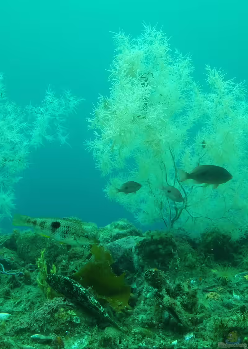 Notolabrus celidotus im Aquarium halten (Einrichtungsbeispiele für Flecken-Lippfisch) Notolabrus celidotus im Aquarium halten (Einrichtungsbeispiele für Flecken-Lippfisch)