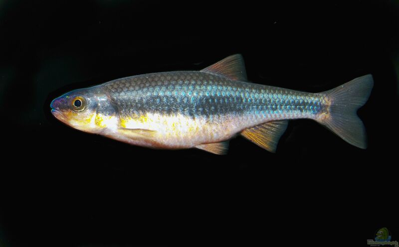 Notropis lutipinnis im Aquarium halten (Einrichtungsbeispiele mit Weißflossenelritze) Notropis lutipinnis im Aquarium halten (Einrichtungsbeispiele mit Weißflossenelritze)
