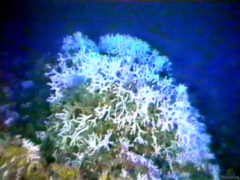 Oculina varicosa im Aquarium halten (Einrichtungsbeispiele für Kleinpolypige Steinkoralle) Oculina varicosa im Aquarium halten (Einrichtungsbeispiele für Kleinpolypige Steinkoralle)
