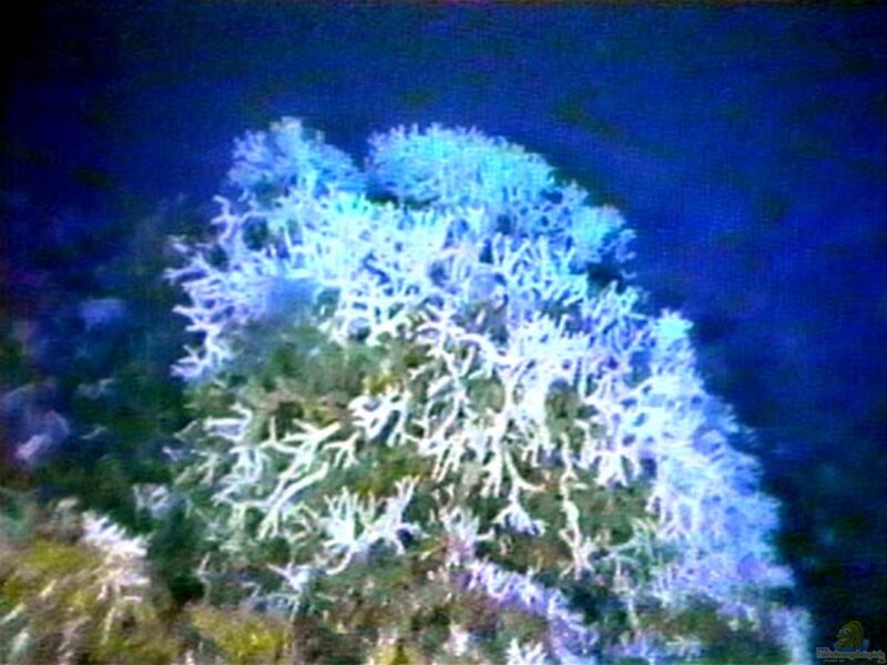 Oculina varicosa im Aquarium halten (Einrichtungsbeispiele für Kleinpolypige Steinkoralle) Oculina varicosa im Aquarium halten (Einrichtungsbeispiele für Kleinpolypige Steinkoralle)