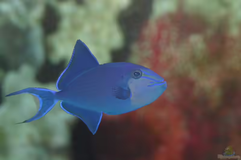 Odonus niger im Aquarium halten (Einrichtungsbeispiele für Rotzahn-Drückerfisch) Odonus niger im Aquarium halten (Einrichtungsbeispiele für Rotzahn-Drückerfisch)