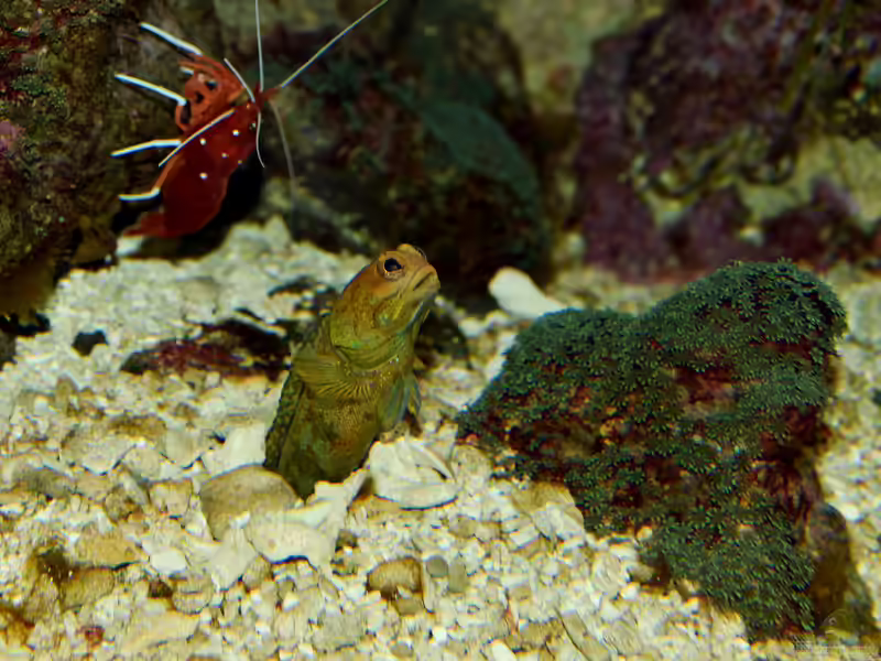 Opistognathus castelnaui im Aquarium halten (Einrichtungsbeispiele für Castelnau-Brunnenbauer) Opistognathus castelnaui im Aquarium halten (Einrichtungsbeispiele für Castelnau-Brunnenbauer)