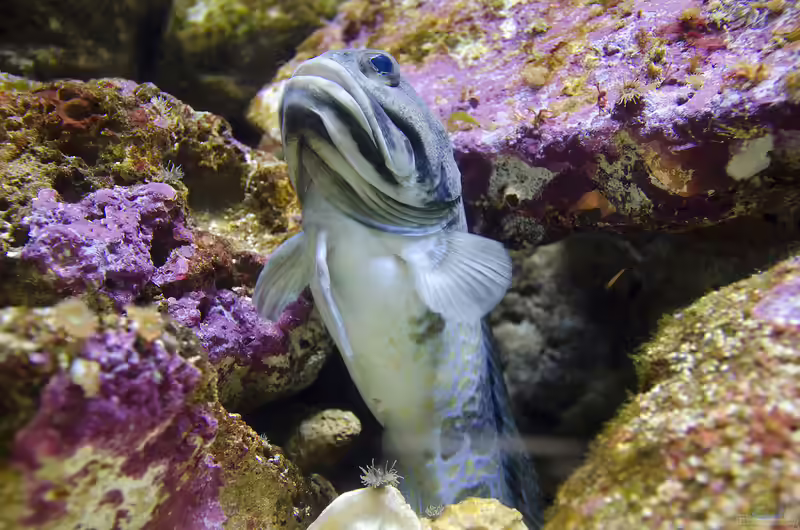 Opistognathus muscatensis im Aquarium halten (Einrichtungsbeispiele für Muscat Brunnenbauer) Opistognathus muscatensis im Aquarium halten (Einrichtungsbeispiele für Muscat Brunnenbauer)