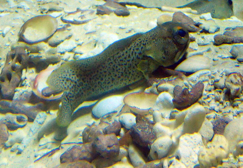 Opistognathus punctatus im Aquarium halten (Einrichtungsbeispiele für Feingepunkteter Kieferfisch)