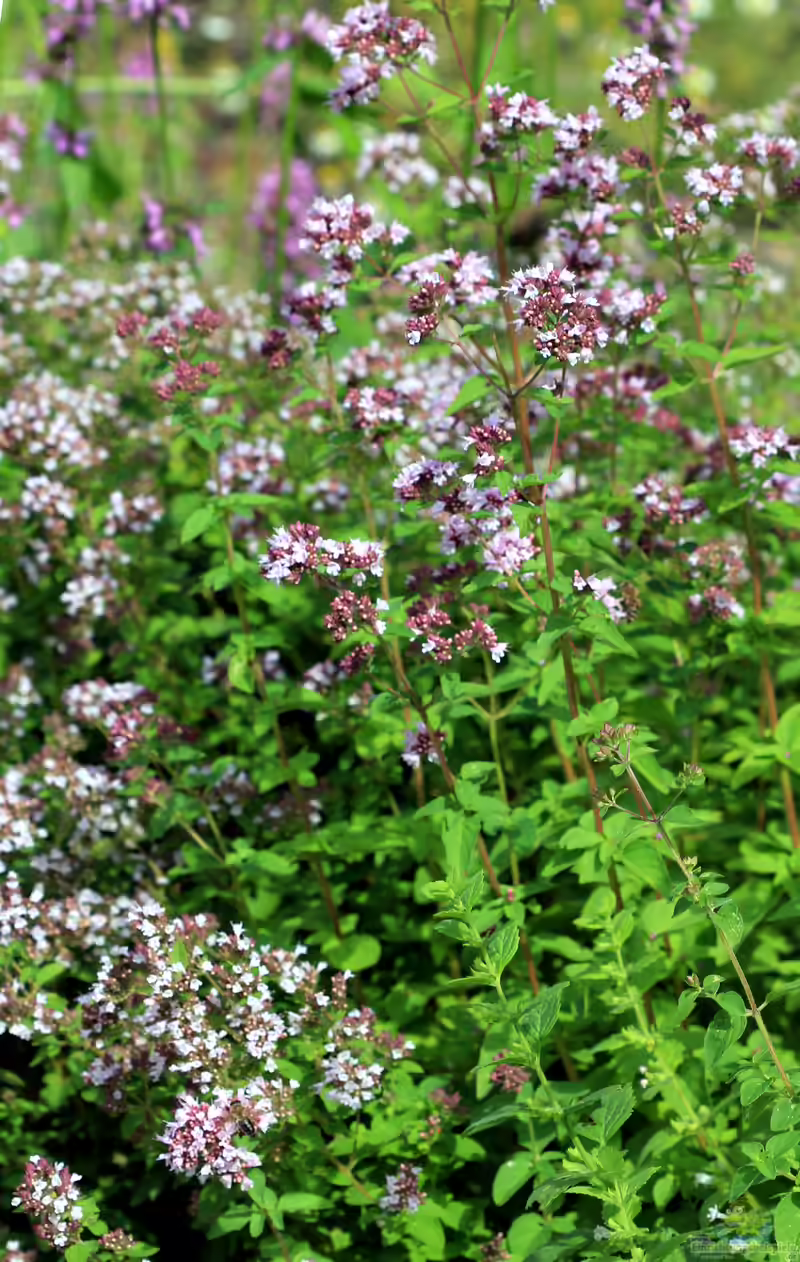 Origanum vulgare im Garten pflanzen (Einrichtungsbeispiele mit Oregano) Origanum vulgare im Garten pflanzen (Einrichtungsbeispiele mit Oregano)