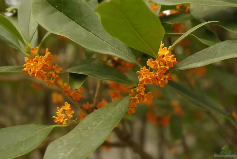 Osmanthus fragrans im Garten pflanzen (Einrichtungsbeispiele mit Süße Duftblüte)