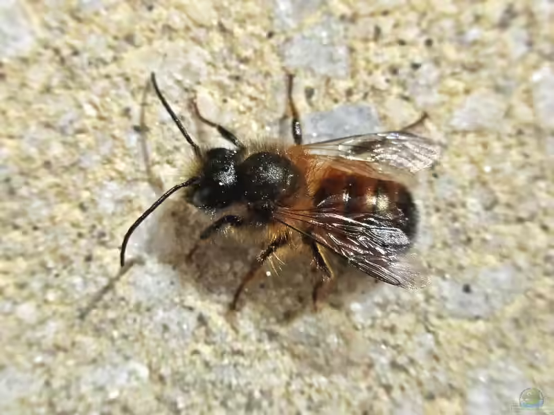 Osmia bicornis im Garten (Einrichtungsbeispiele mit Rote Mauerbiene)