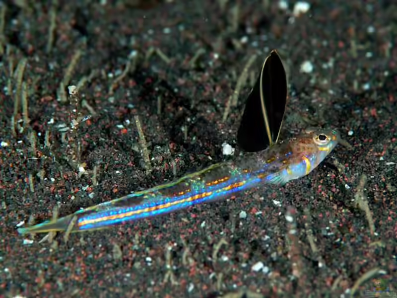 Osopsaron formosensis im Aquarium halten (Einrichtungsbeispiele für Schnabelfisch) Osopsaron formosensis im Aquarium halten (Einrichtungsbeispiele für Schnabelfisch)