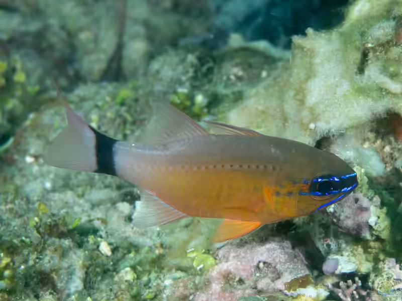 Ostorhinchus aureus im Aquarium halten (Einrichtungsbeispiele für Sonnenkardinalbarsch) Ostorhinchus aureus im Aquarium halten (Einrichtungsbeispiele für Sonnenkardinalbarsch)