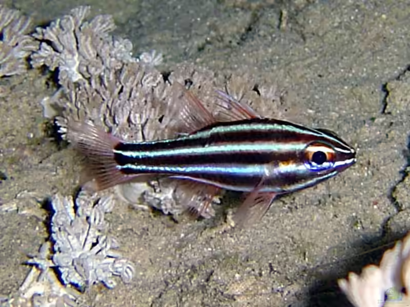 Ostorhinchus cookii im Aquarium halten (Einrichtungsbeispiele für Cooks Kardinalbarsch) Ostorhinchus cookii im Aquarium halten (Einrichtungsbeispiele für Cooks Kardinalbarsch)