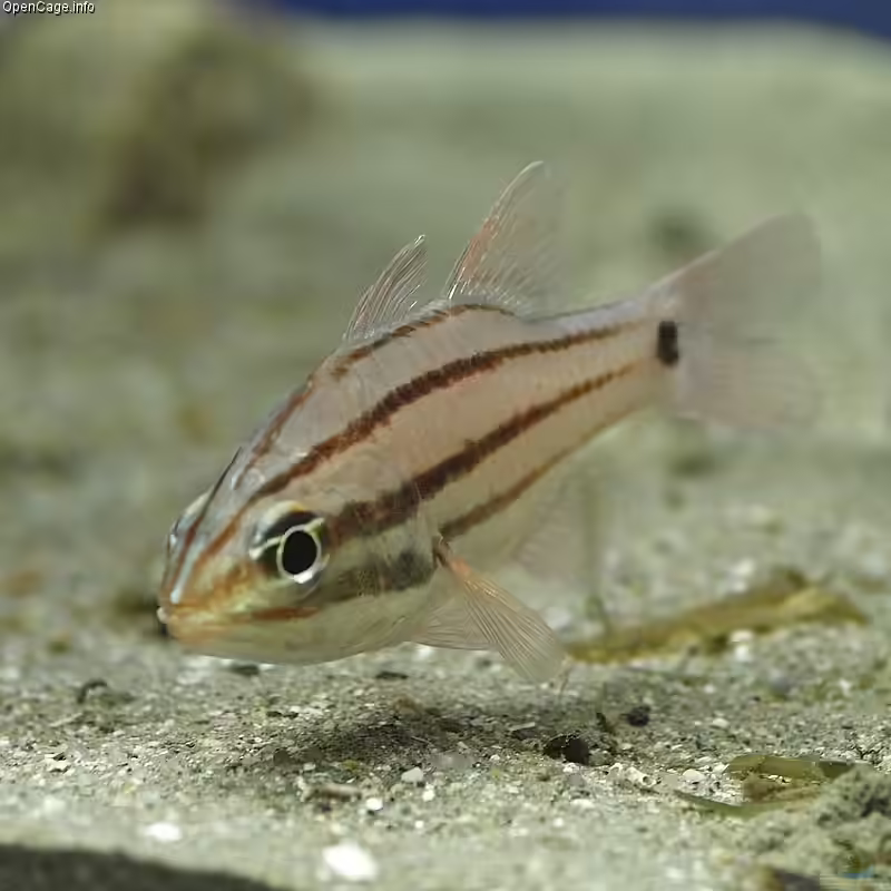 Ostorhinchus doederleini im Aquarium halten (Einrichtungsbeispiele für Doederleins Kardinalbarsch) Ostorhinchus doederleini im Aquarium halten (Einrichtungsbeispiele für Doederleins Kardinalbarsch)
