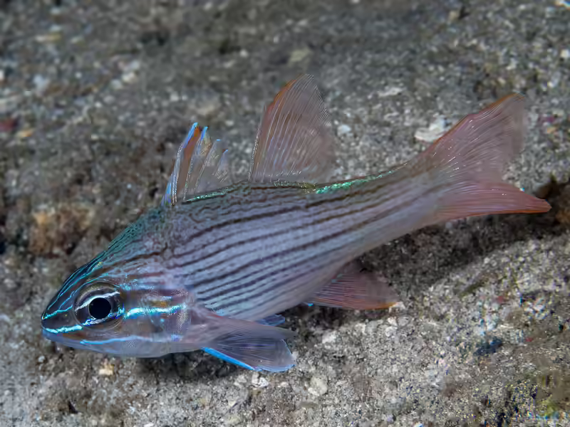 Ostorhinchus multilineatus im Aquarium halten (Einrichtungsbeispiele für Vielstreifen-Kardinalbarsch) Ostorhinchus multilineatus im Aquarium halten (Einrichtungsbeispiele für Vielstreifen-Kardinalbarsch)