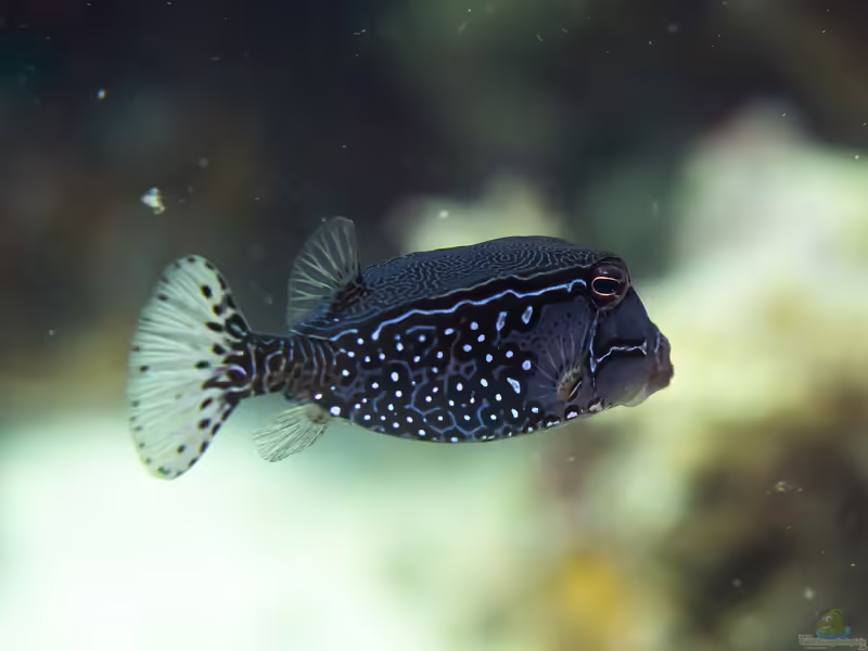 Ostracion solorensis im Aquarium halten (Einrichtungsbeispiele für Netz-Kofferfisch) Ostracion solorensis im Aquarium halten (Einrichtungsbeispiele für Netz-Kofferfisch)