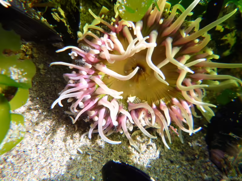 Oulactis magna im Aquarium halten (Einrichtungsbeispiele für Große Ufer-Anemone) Oulactis magna im Aquarium halten (Einrichtungsbeispiele für Große Ufer-Anemone)