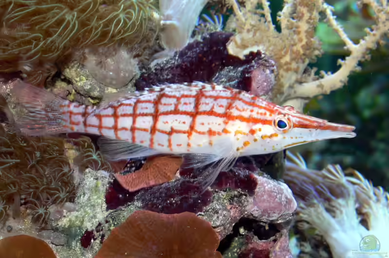 Oxycirrhites typus im Aquarium halten (Einrichtungsbeispiele für Langschnäuziger Korallenwächter) Oxycirrhites typus im Aquarium halten (Einrichtungsbeispiele für Langschnäuziger Korallenwächter)
